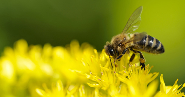abeille butine