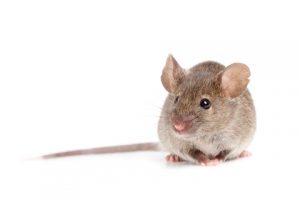 souris grise avec longue queue