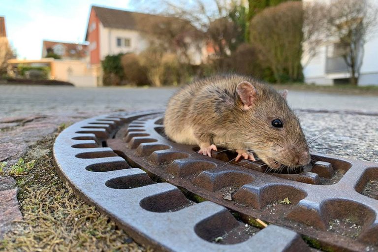 Prévenir l'infestation des rats en ville Promotion entreprise Prévenir l'infestation des rats en ville Promotion entreprise